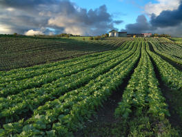 Farm Insurance Crops and Farm